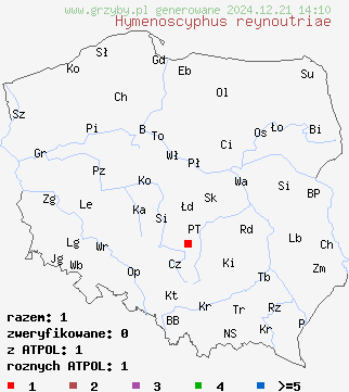 znaleziska Hymenoscyphus reynoutriae na terenie Polski