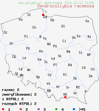 znaleziska Dendrocollybia racemosa (pieniążek rozgałęzionotrzonowy) na terenie Polski