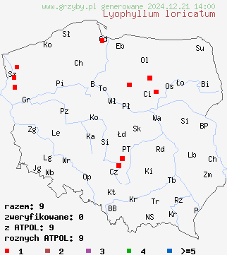 znaleziska Lyophyllum loricatum (kępkowiec żeberkowano-żyłkowany) na terenie Polski