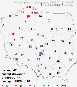 znaleziska Tricholoma focale (gąska ognista) na terenie Polski