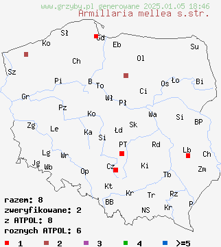 znaleziska Armillaria mellea s.str. (opieńka miodowa właściwa) na terenie Polski