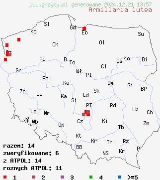 znaleziska Armillaria lutea (opieńka żółtawa) na terenie Polski