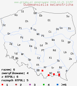 znaleziska Oudemansiella melanotricha (pieniążkówka jodłowa) na terenie Polski