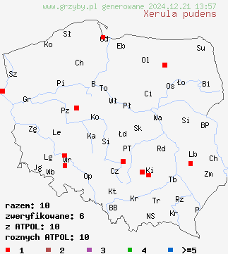 znaleziska Xerula pudens (pieniążkówka dębowa) na terenie Polski