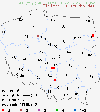 znaleziska Clitopilus scyphoides (bruzdniczek cienkokapeluszowy) na terenie Polski