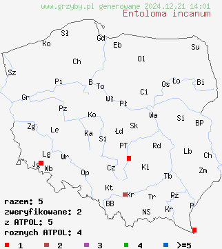 znaleziska Entoloma incanum (dzwonkówka brązowozielona) na terenie Polski