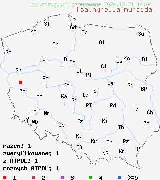 znaleziska Psathyrella murcida (kruchaweczka ochrowoczarna) na terenie Polski