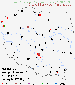 znaleziska Bulbillomyces farinosus (bulwkowiec mączysty) na terenie Polski