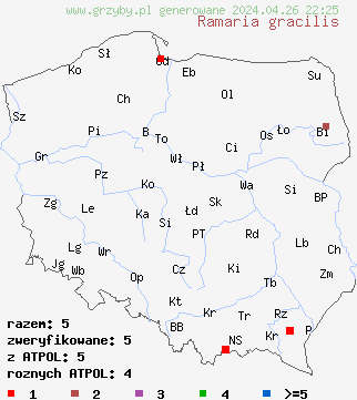 znaleziska Ramaria gracilis na terenie Polski