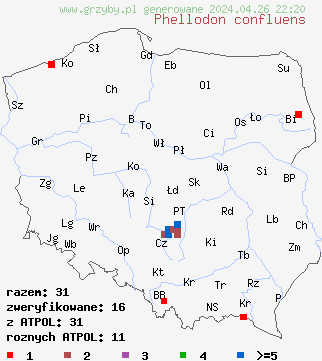 znaleziska Phellodon confluens na terenie Polski