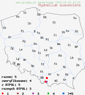 znaleziska Hydnellum suaveolens na terenie Polski