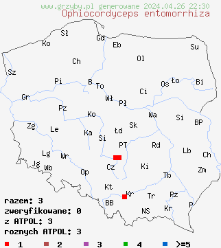 znaleziska Cordyceps entomorrhiza na terenie Polski