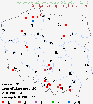 znaleziska Cordyceps ophioglossoides na terenie Polski