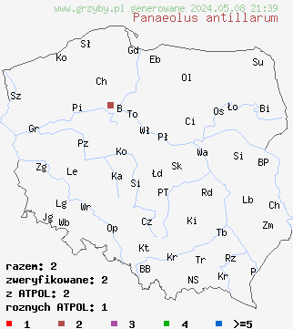 znaleziska Panaeolus antillarum (kołpaczek antylski) na terenie Polski