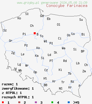 znaleziska Conocybe farinacea na terenie Polski