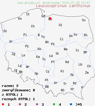 znaleziska Leucocoprinus ianthinus na terenie Polski