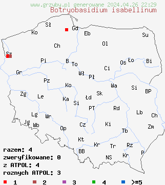 znaleziska Botryohypochnus isabellinus na terenie Polski