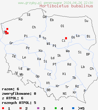 znaleziska Hortiboletus bubalinus na terenie Polski