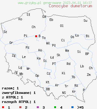 znaleziska Conocybe dumetorum na terenie Polski