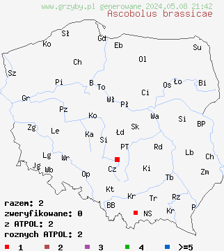 znaleziska Ascobolus brassicae na terenie Polski