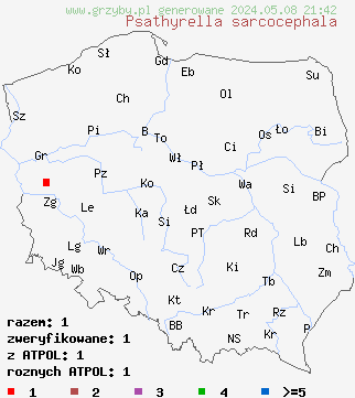 znaleziska Psathyrella sarcocephala (kruchaweczka czerwonoblaszkowa) na terenie Polski