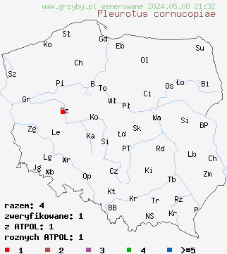 znaleziska Pleurotus cornucopiae (bocznika rowkowanotrzonowy) na terenie Polski