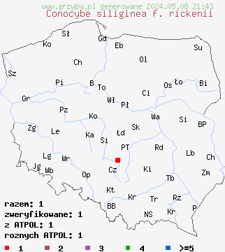znaleziska Conocybe siliginea f. rickenii (stożkówka gnojowa) na terenie Polski