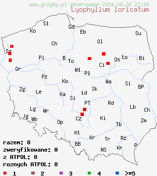 znaleziska Lyophyllum loricatum na terenie Polski