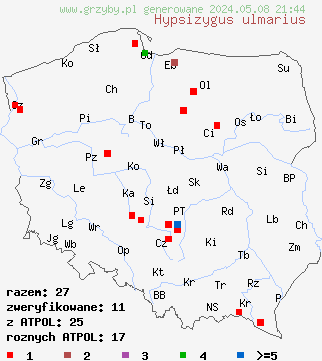 znaleziska Hypsizygus ulmarius (bokownik wiązowy) na terenie Polski
