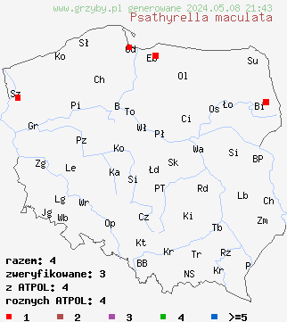 znaleziska Psathyrella maculata (kruchaweczka plamista) na terenie Polski