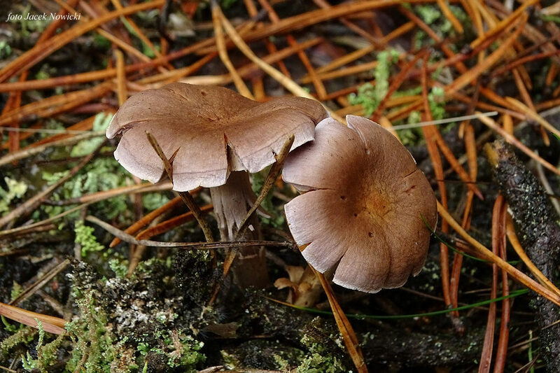 Thaxterogaster purpurascens (zasłonak purpurowiejący)
