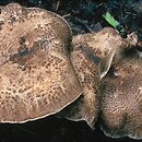 Tricholoma pardinum (gąska tygrysia)