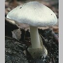 Volvariella volvacea (pochwiak wielkopochwowy)