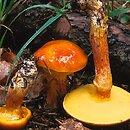 Suillus grevillei (maślak żółty)