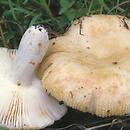 Russula pectinatoides (gołąbek przykry)