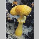 Leucocoprinus birnbaumii (czubnik cytrynowy)