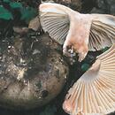 Russula nigricans (gołąbek czarniawy)