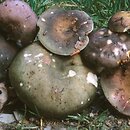 Russula cyanoxantha (gołąbek zielonawofioletowy)