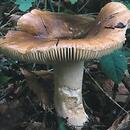 Russula mustelina (gołąbek kunowy)