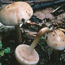 Hebeloma latifolium