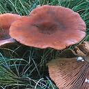 Lactarius camphoratus (mleczaj kamforowy)