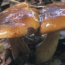 Tricholoma ustale (gąska bukowa)