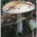 Amanita eliae (muchomor białożółtawy)