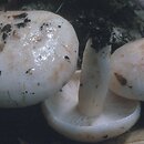 Lactarius pallidus (mleczaj bladawy)