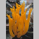 Calocera viscosa (pięknoróg największy)