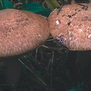 Agaricus silvaticus (pieczarka leśna)