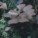 Pseudohydnum gelatinosum (galaretek kolczasty)