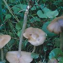 Entoloma majaloides