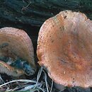 Lactarius deliciosus (mleczaj rydz)