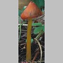 Hygrocybe conica (wilgotnica czerniejąca)